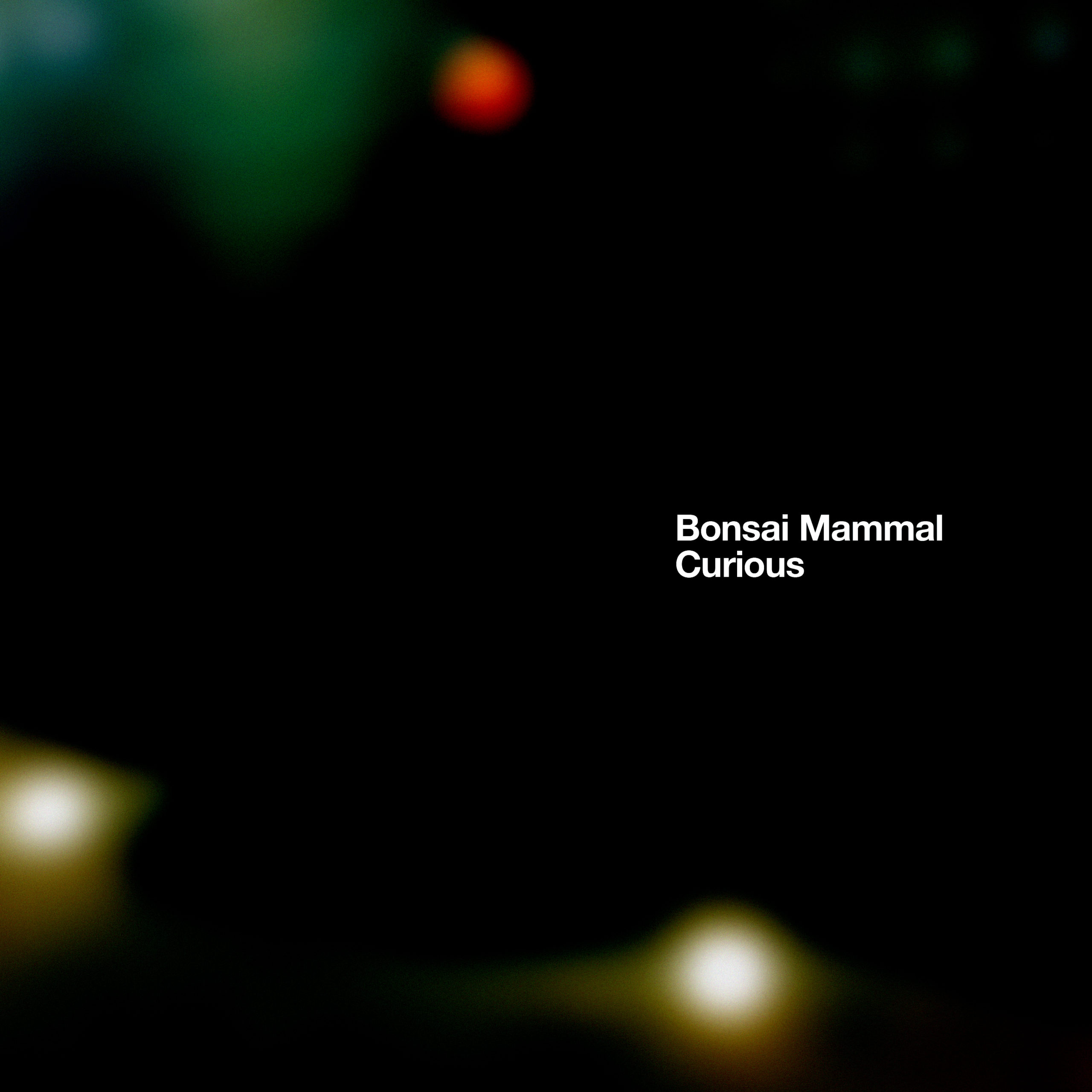 bonsai mammal curious